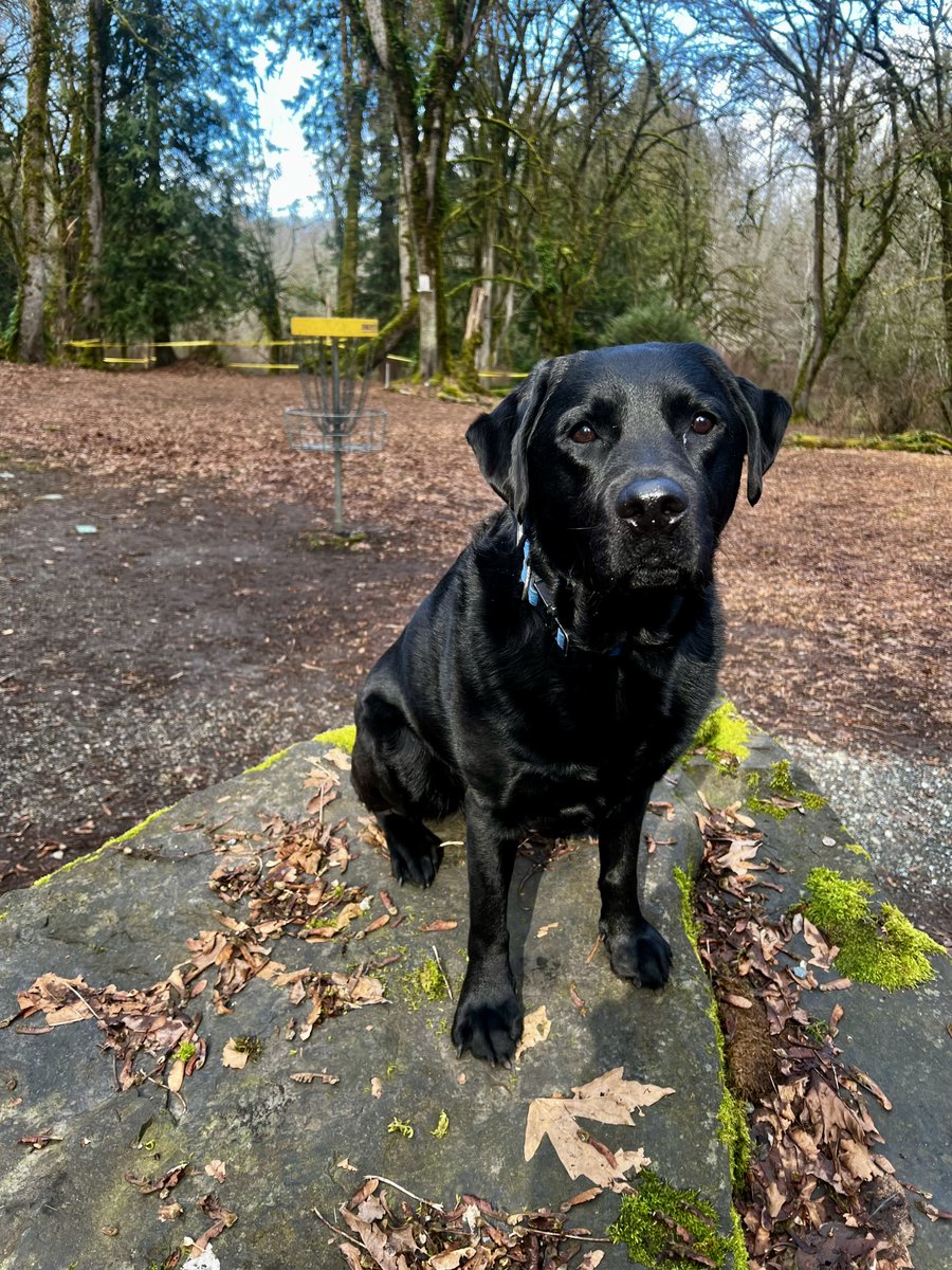 ATF_Seattle's tweet image. Wes, an explosives detection and search enhanced evidence K-9, recovered a casing in Kent, WA, in February of this year. The casing is believed to be tied to a homicide at a local disc golf course. @kentpd is the lead investigating agency.
