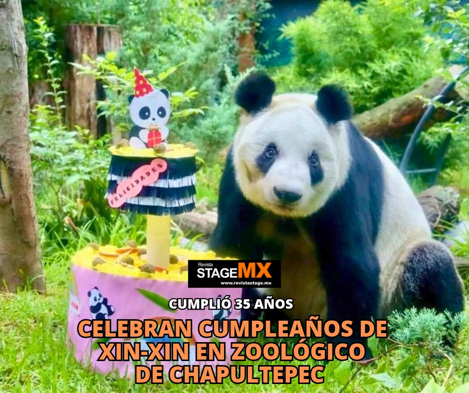 Revista_StageMX's tweet image. El Zoológico de Chapultepec  celebró  el 35º cumpleaños de Xin Xin, la panda gigante más querida de México y única en Latinoamérica.

stage-mx.com/celebran-cumpl…

#Xinxin #OsoPanda #Chapultepec