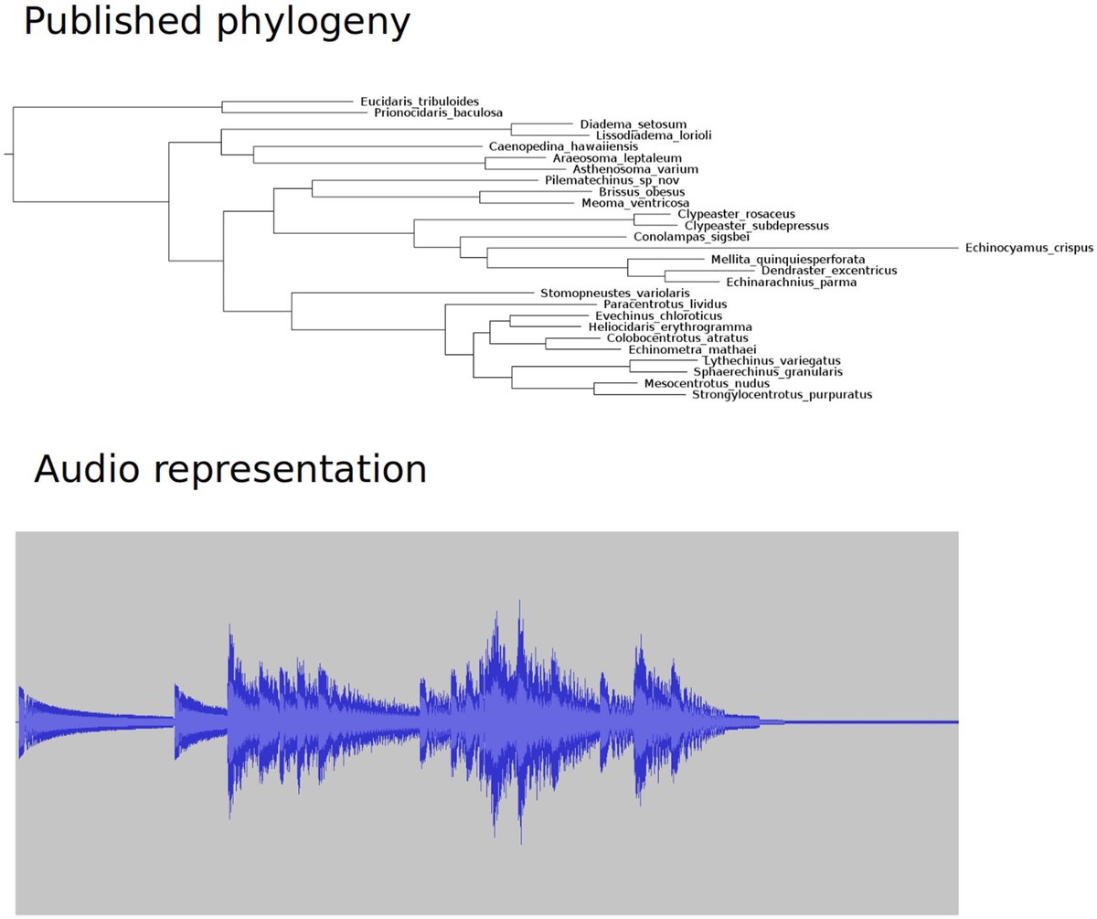 JournalSysEvo's tweet image. A feast for *all* the senses!
Dr. Douglas Chesters addresses the gap in public information on #phylogenetics for nonvisual modalities with a #bioinformatics pipeline to represent phylogenies in #audio and #video forms!
doi.org/10.1111/jse.13… @WileyEcolEvol #JSE #SciComm