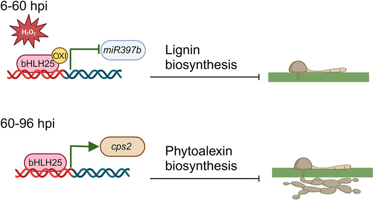 JIPBio's tweet image. Transcription factor bHLH25 is a #crop superhero!
🛡️Oxidized, it boosts #lignin production to strengthen #plant #cell walls against #pathogens.
⚔️Non-oxidized, it activates #phytoalexins to inhibit pathogen growth.
🔓⬇️
doi.org/10.1111/jipb.1… @wileyplantsci #PlantSci #JIPB