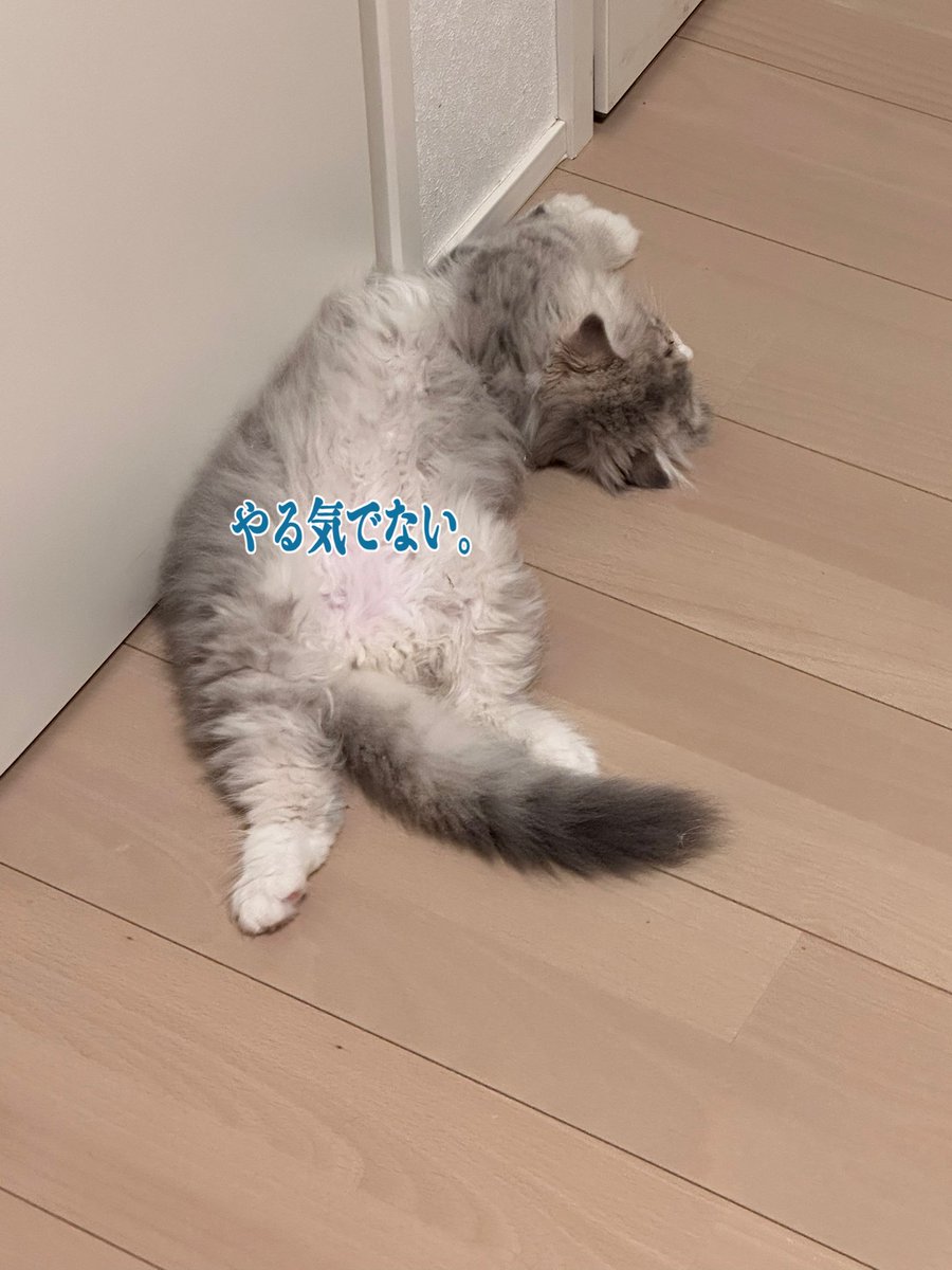 ご視聴ありがとうございました

匿名さんサブギフ🎁
社長ビッツ💸💰

おやすみなさい🐈‍⬛