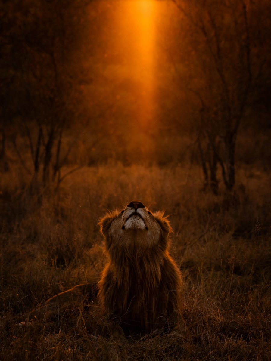Beam me up, Scotty. 
The Styx male 🦁 

📸 by our guest Maya Shah 🤠