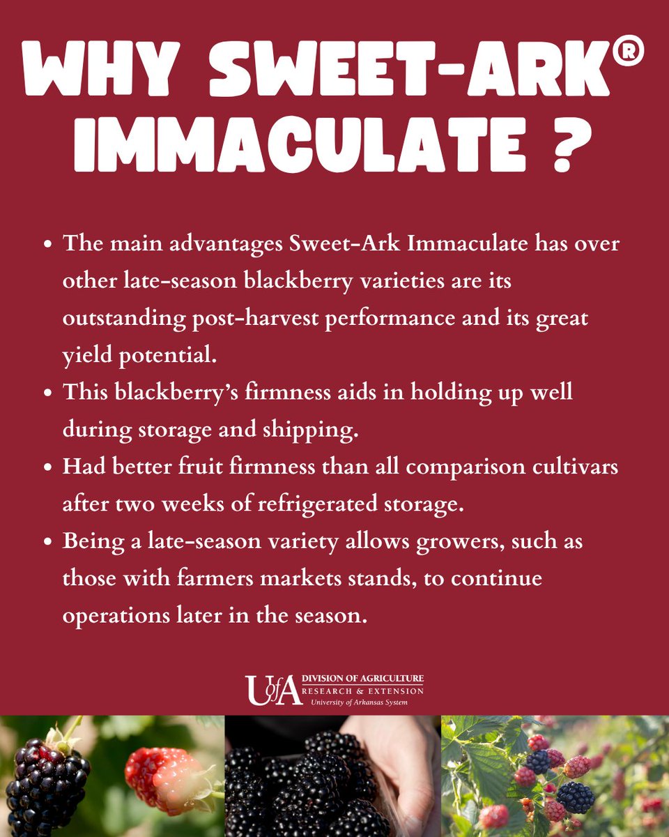 uarkhort's tweet image. Blackberry season is in full swing!
Meet Sweet-Ark® Immaculate — a thornless, late-season blackberry bred for firmness, flavor & post-harvest power. Perfect for growers & farmers markets!
Learn more: @ArkAgResearch