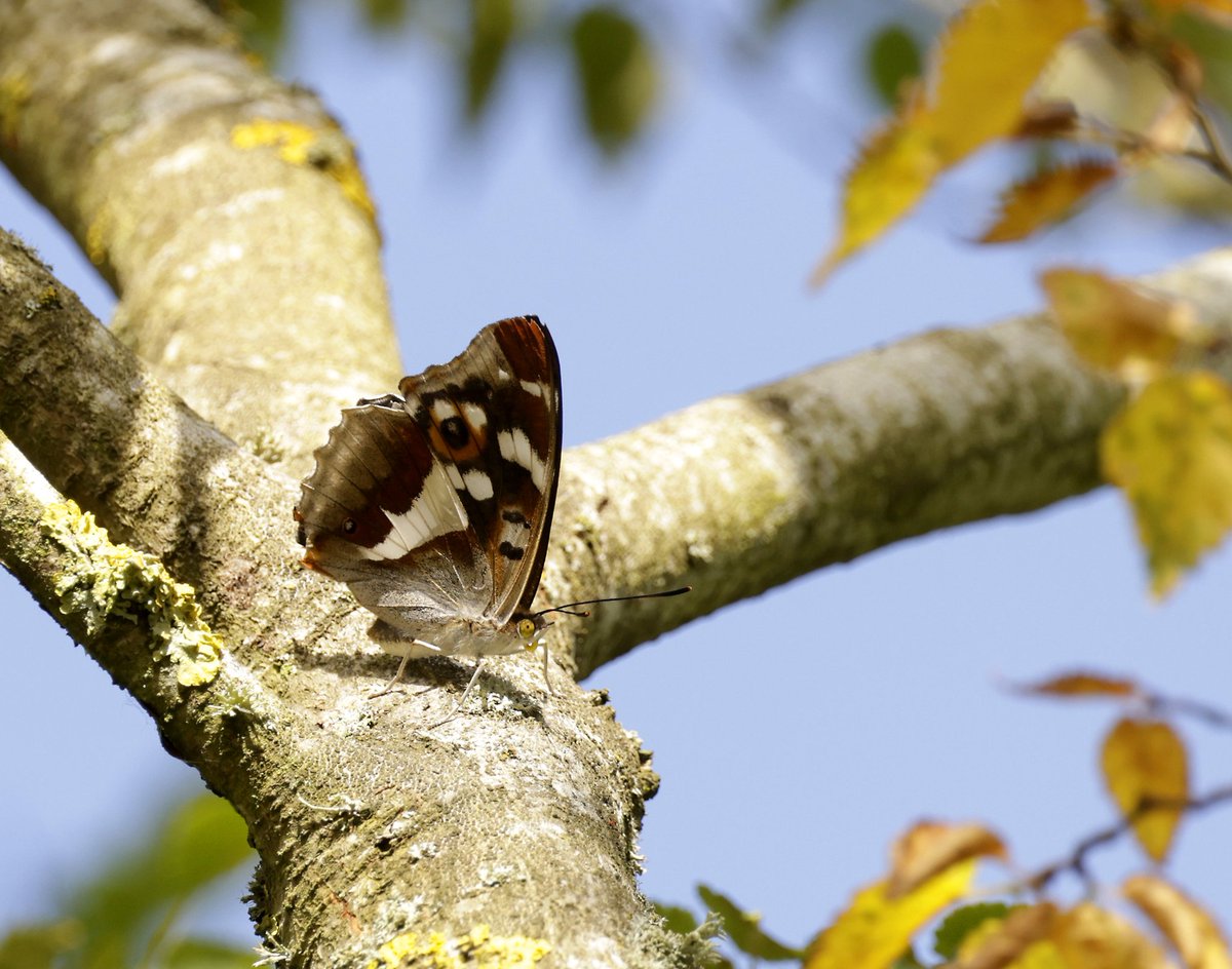 RichardJeffree3's tweet image. Been wanting to get an emperor on the deck I&apos;ll have to keep trying got lucky with this female at great Holland pits