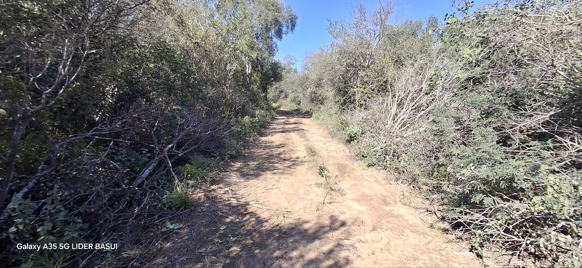 LiderBasui's tweet image. PROPIEDAD DE AYOREOS
La Propiedad de la comunidad Campo Loro que es la reserva está con varias picadas, hecho por las personas no indígenas con permisos de algunos líderes de la zona.
Es para sacar leñas de Quebracho Blanco, para sus negocios a su favor