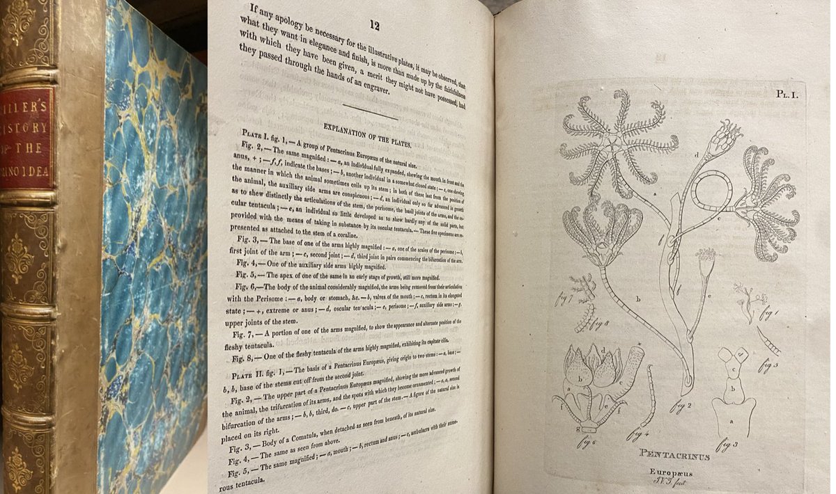 PalmeriJoAnn's tweet photo. #SpecialCollections Image-A-Day📚🌊
Memoir of the Pentacrinus Europaeus: A Recent Species Discovered in the Cove of Cork, July 1, 1823 (1827) by John Vaughan Thompson #OTD #NatHist #SciArt #MarineLife #crinoids https://t.co/EI1HFJL4s6