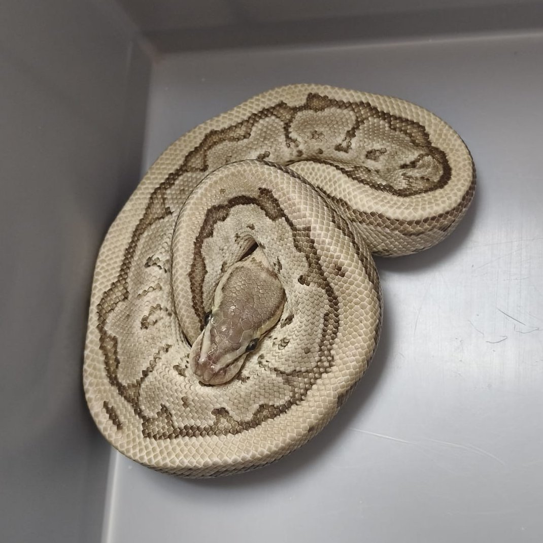 112animal's tweet image. Morph
Binnen gebracht door @DierenAmsterdam een kleine #koningspython (Een morph is een genetische variant van een slangensoort, de kleur en/of het patroon wijkt dan af van de wilde soort) Gevonden omgeving #Plesmanlaan #Amsterdam
Als de python zich bedreigd voelt krullen ze zich…