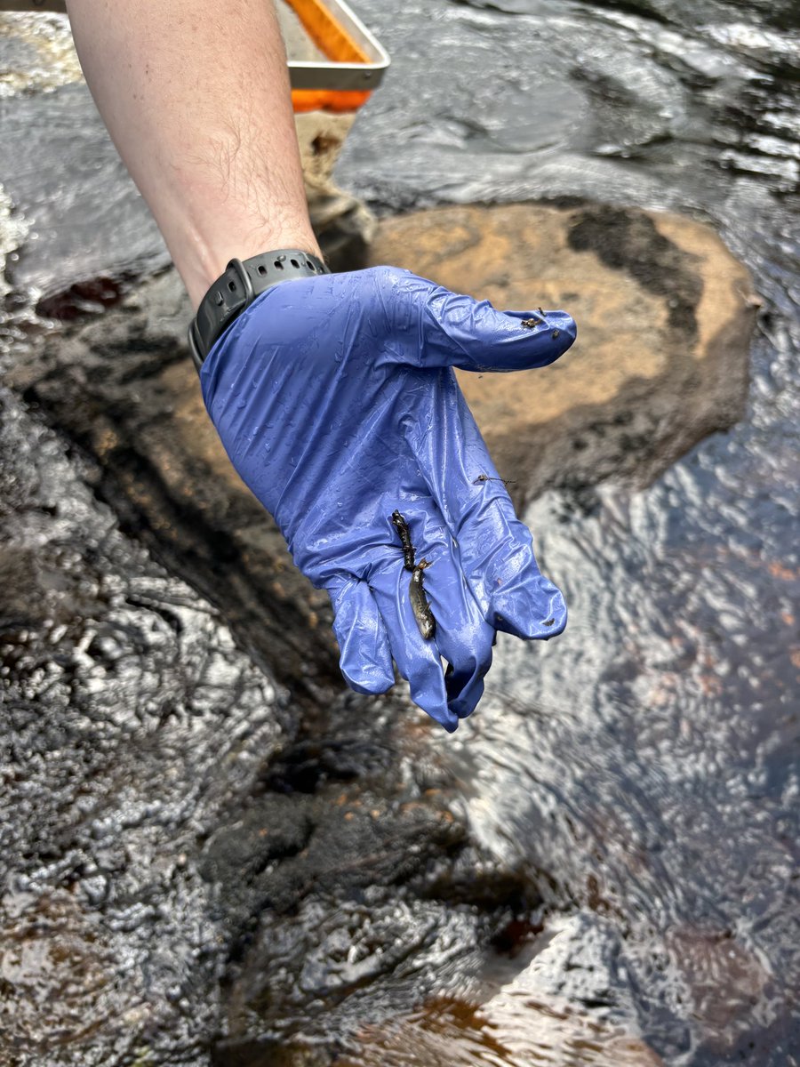 Second day in the field. We are getting into the rhythm. 🔛

#freshwater #eDNA