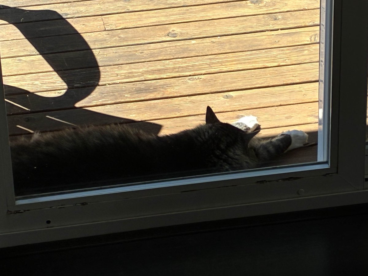 tdcpresents's tweet image. Moved into the new house and the global cat distribution system saw I needed some new friends, so apparently we have two of the cutest cats ever just living on our back porch now.