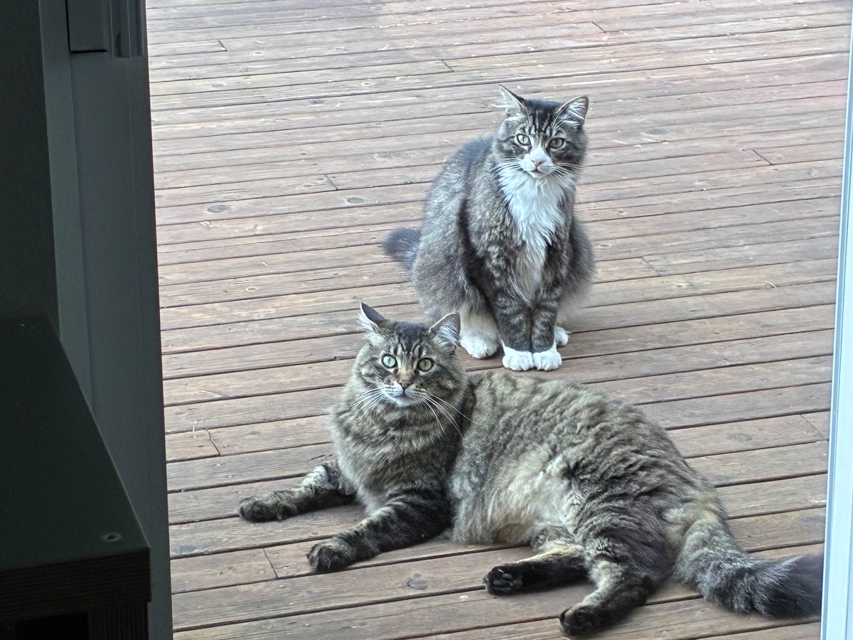tdcpresents's tweet image. Moved into the new house and the global cat distribution system saw I needed some new friends, so apparently we have two of the cutest cats ever just living on our back porch now.