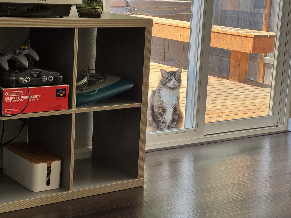 tdcpresents's tweet image. Moved into the new house and the global cat distribution system saw I needed some new friends, so apparently we have two of the cutest cats ever just living on our back porch now.