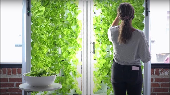 RobotLABLATAM's tweet image. Con Fork Farms, tus estudiantes cultivan alimentos reales en el aula. Aprende biología, sostenibilidad y emprendimiento con hidroponía práctica. Descubre más: robotlab.com/latin-america
#AgriculturaSostenible #AulaViva #EducaciónSTEM #RobotLABLatam
