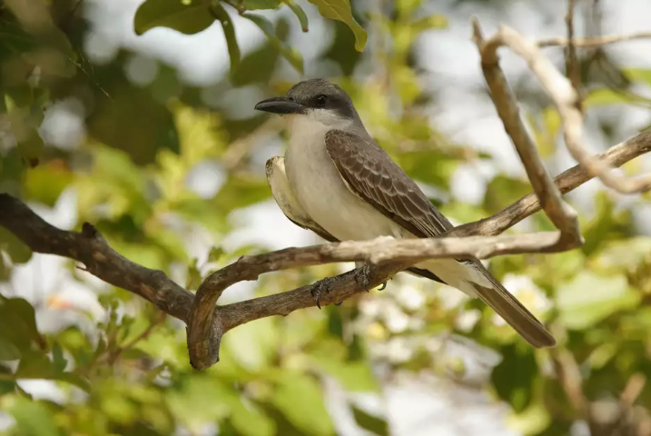 A gray kingbird, a species never before recorded in the Houston area, was spotted building a nest at the East River 9 Golf Course. According to historical records dating back to the late 1800s, this marks the first-ever sighting of the species in Harris County.
