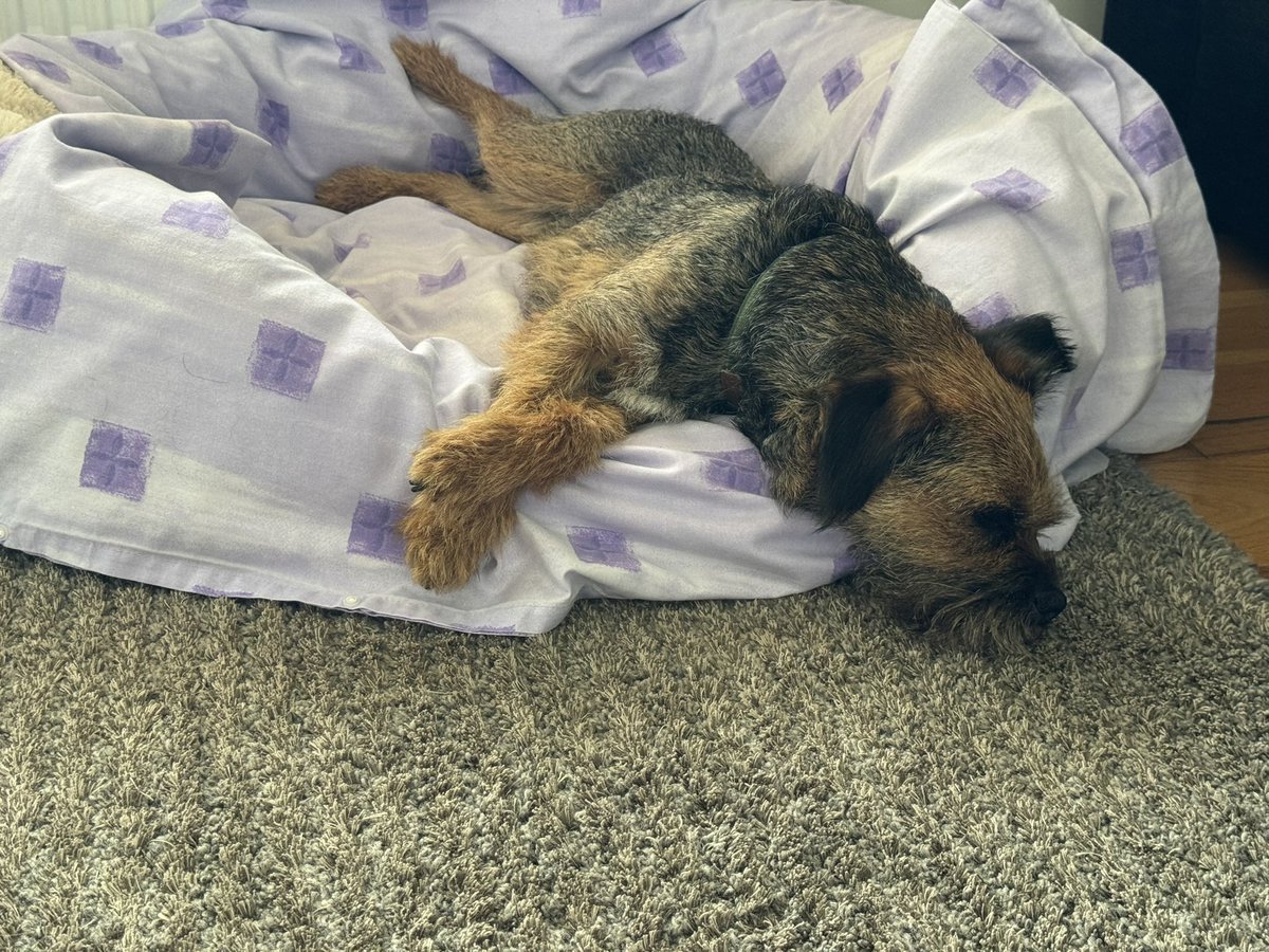 MrSebBT's tweet photo. @MistaHippyDalek @lyndah612 @3phibotticelli @lyndaward5 @Freddie_bt @diamondbertie @HeidiBT3 @Phoebe_Foxglove @Europete2 @Baileyspringer1 @BeedieCath @Croston2Croston @Free2BeeMee @akaLordBimble @PopnBarnes @BTMissM @BorderJoss @lilliandarchie @HendrixBT @ElsaBessBorders @BonnieBT13 @MrFHBear @Tyler5Eddie @BertieButter @VixenVonTiki @DELIA9245833241 @GilbertnJoe @HWicket @StephCowburn @FloraGangsta @lynniehamish @mabelandstanley @ErinScott87 @bt_pepper @CindyBt2022 @RosieTheTerrier @leotheborder @ThomasATerrier @Leonlovescats @Iffer3 @scottie_bairn @Hubble_BTerrier @baggiekev64 @HatchmanFiona @ONSLOW_bt @Buster_dog_BT @Minniecat16 @Rubyscout2 @WhisperingBob Itโs ok I gotan extra bed just now #bedthief https://t.co/sXoNmoakaW