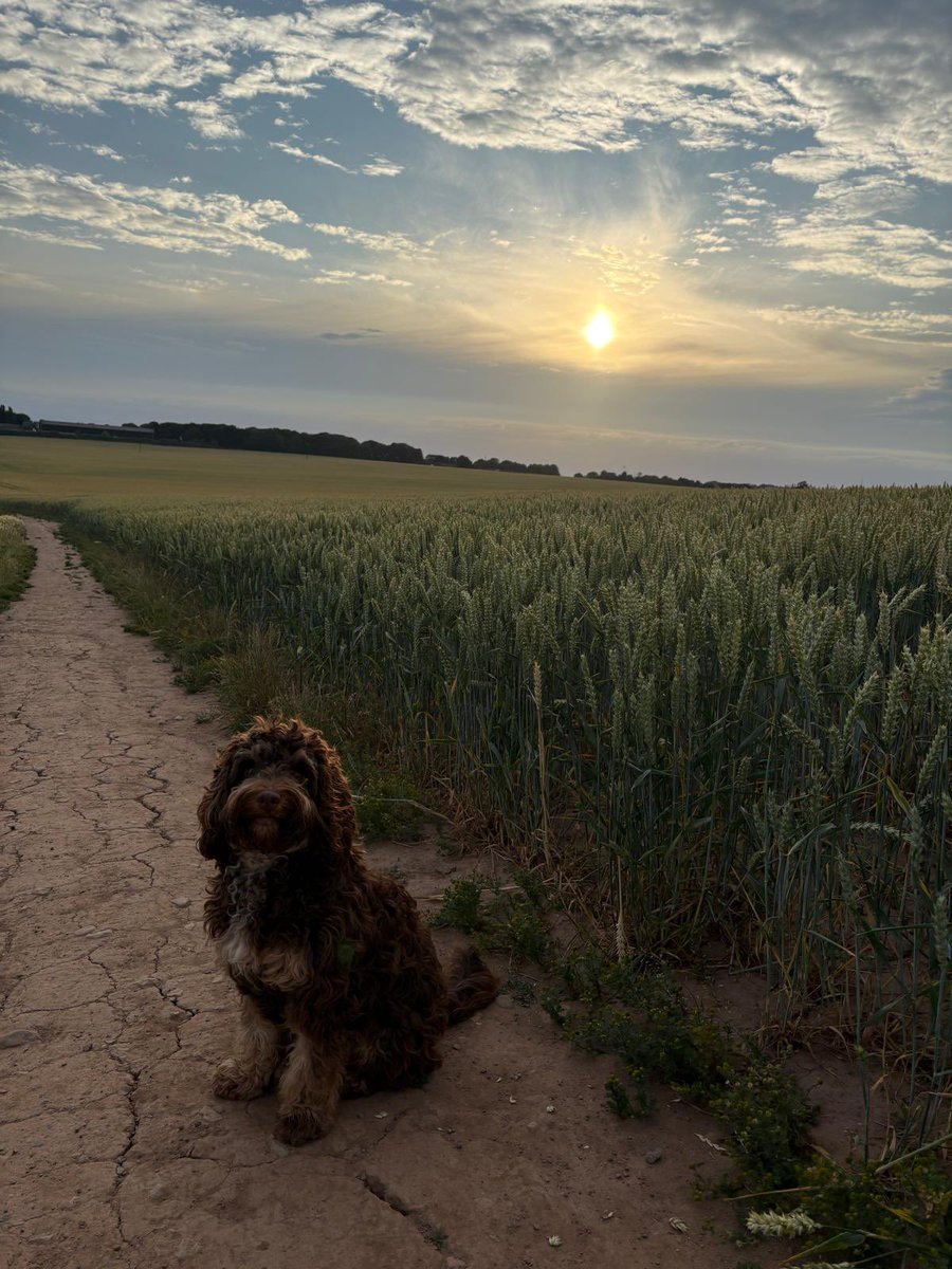Summer evening walks 🙌