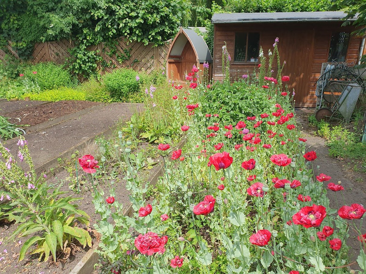 Intellland's tweet photo. Beautiful Poppies in this wild flower area https://t.co/rCg1vCGvwk