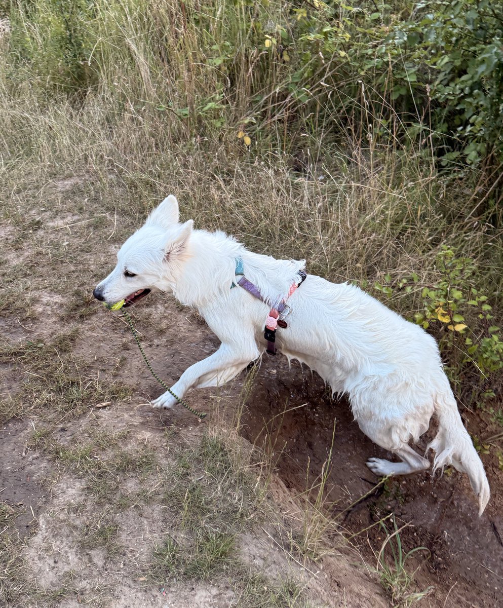 смотрите, как сложно из-за шубки прикинуть кондицию этой собаки