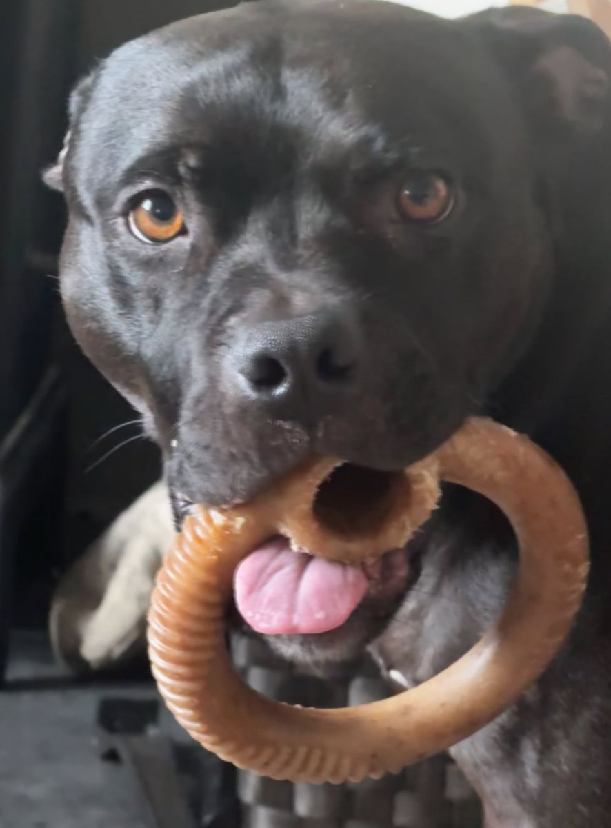 Richard Owen🏴 (@richard_m_owen) on Twitter photo New chew 🦖🍖 🤣🤣🤣🤣
#Staffordshirebullterrier #pup
#dogsofX <a href="/IStaffies/">We Love Staffies</a> <a href="/JulesAllenxx/">Baby Frank & his teddy, Edward 🧸🏴</a> <a href="/Rosie5278/">🇺🇦 🌻 Sweet Staffy Valla ❤️🐶❤️</a> New chew 🦖🍖 🤣🤣🤣🤣
#Staffordshirebullterrier #pup
#dogsofX <a href="/IStaffies/">We Love Staffies</a> <a href="/JulesAllenxx/">Baby Frank & his teddy, Edward 🧸🏴</a> <a href="/Rosie5278/">🇺🇦 🌻 Sweet Staffy Valla ❤️🐶❤️</a>