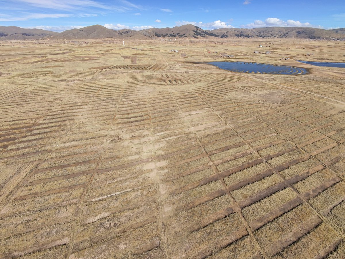 TonyTrupp's tweet image. The Waru Waru of the Geoglifos de Acora: an ingenious example of native permaculture.
I found these on google maps while planning this trip to Peru. My local guide and driver weren’t yet aware of 3 of the 4 we visited.
The earliest of these are believed to date back to around…