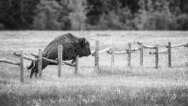 joancarroll's tweet image. Bison Leaps a Fence Grand Teton NP BW! buff.ly/Q4Mjxgo #bison #leap #leaping #jumping #fence #grandteton #nationalpark #wyoming #fence #field #forest #pasture #countryside #tetons #nature #animals #wildlife #wildlifephotography #artforsale #wallartforsale #giftideas…