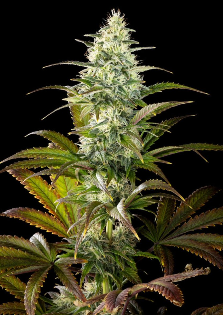 Kannabia Seeds US (@kannabia_us) on Twitter photo Hey, mates! Want to grow our new #ClementineSlush for FREE?
Here's your chance to win 2️⃣ packs of 5️⃣ 𝗦𝗲𝗲𝗱𝘀.🌱
New giveaway! 🥳
1️⃣ Follow <a href="/KannabiaSeeds/">Kannabia Seeds</a>
2️⃣ RT 🔄 this post
3️⃣ Tag 3 friends
🔞
The winner will be randomly chosen and announced on 4th July.
Good luck y'all!🍀 Hey, mates! Want to grow our new #ClementineSlush for FREE?
Here's your chance to win 2️⃣ packs of 5️⃣ 𝗦𝗲𝗲𝗱𝘀.🌱
New giveaway! 🥳
1️⃣ Follow <a href="/KannabiaSeeds/">Kannabia Seeds</a>
2️⃣ RT 🔄 this post
3️⃣ Tag 3 friends
🔞
The winner will be randomly chosen and announced on 4th July.
Good luck y'all!🍀