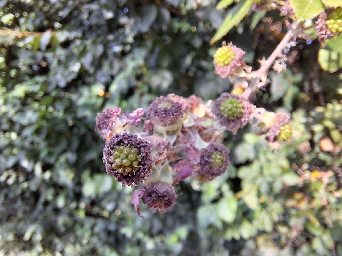 supermegaborde's tweet image. Futuras moras
#zarzamora (Rubus ulmifolius)