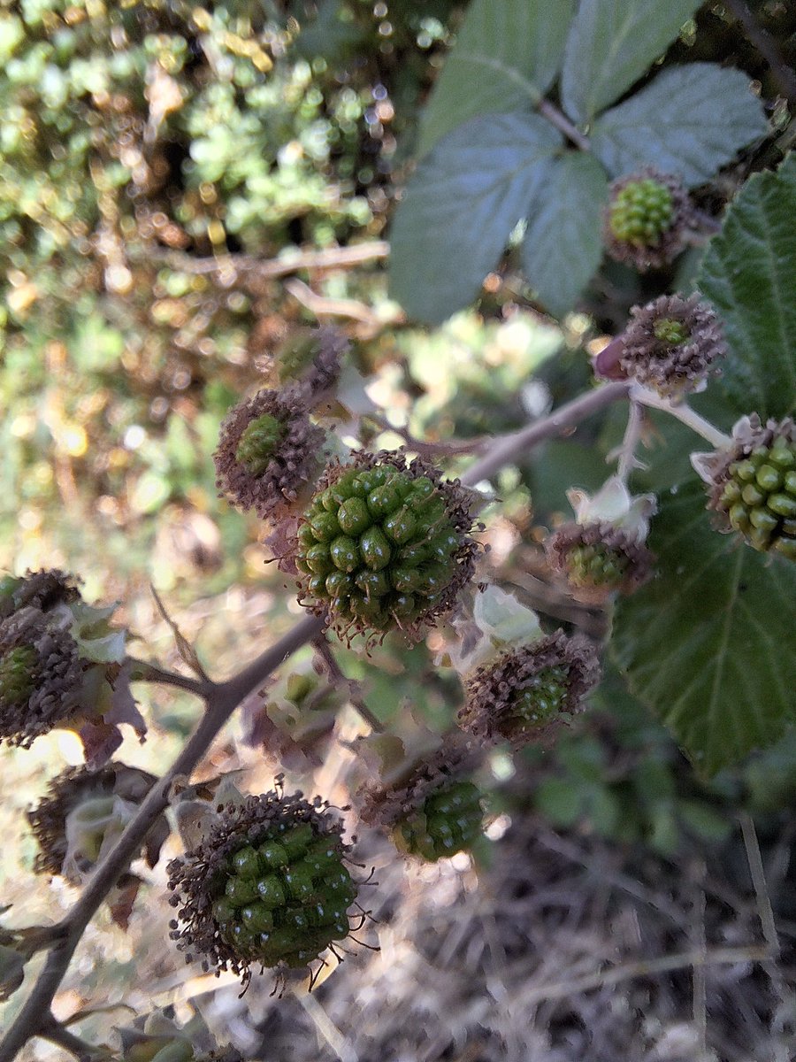 supermegaborde's tweet image. Futuras moras
#zarzamora (Rubus ulmifolius)