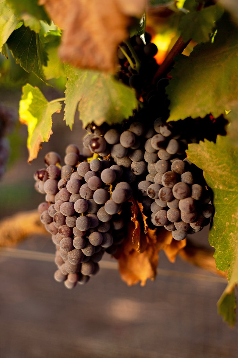 El Conocedor México tweet media