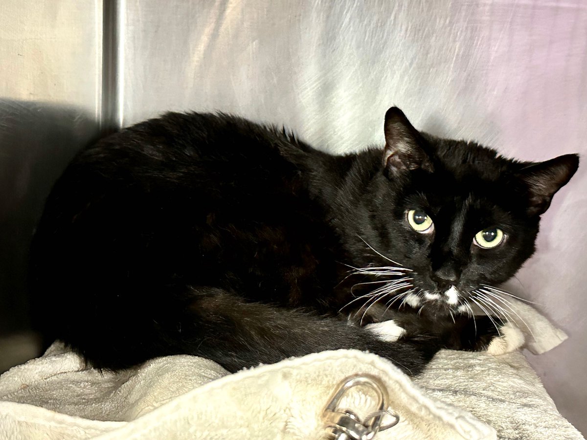 NYC's DEATH ROW CATS tweet media