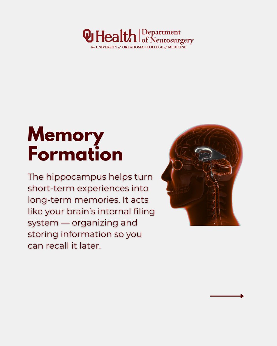 OU_Neurosurgery's tweet image. The hippocampus helps you form memories, regulate emotions, and navigate your world. Damage to it is linked to Alzheimer’s, epilepsy & depression. That’s why brain health matters.
Learn how OU Neurosurgery supports care at every stage.
🔗 Read more. tinyurl.com/4c3ydmxm?utm_c…