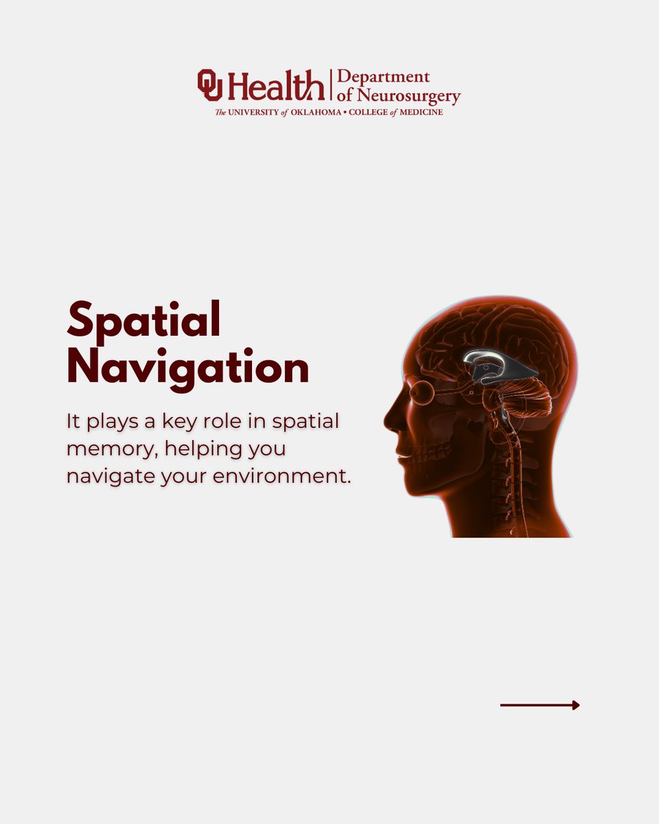 OU_Neurosurgery's tweet image. The hippocampus helps you form memories, regulate emotions, and navigate your world. Damage to it is linked to Alzheimer’s, epilepsy & depression. That’s why brain health matters.
Learn how OU Neurosurgery supports care at every stage.
🔗 Read more. tinyurl.com/4c3ydmxm?utm_c…
