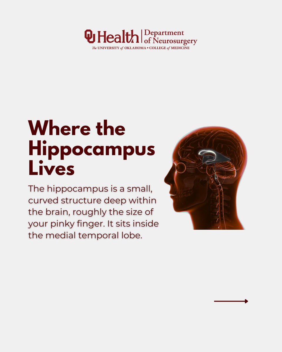 OU_Neurosurgery's tweet image. The hippocampus helps you form memories, regulate emotions, and navigate your world. Damage to it is linked to Alzheimer’s, epilepsy & depression. That’s why brain health matters.
Learn how OU Neurosurgery supports care at every stage.
🔗 Read more. tinyurl.com/4c3ydmxm?utm_c…