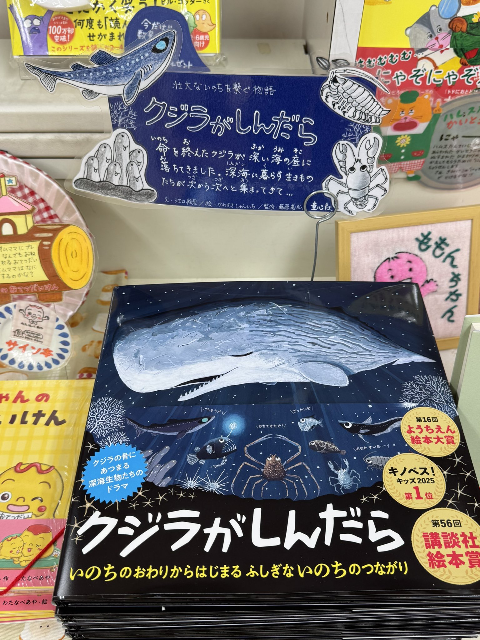ほうちゃん | ぜーんぶ丸い🧶 #ウサギ #うさぎさん#ネザーランド