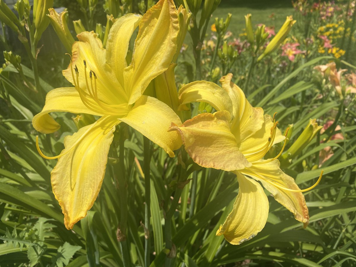 Daylily "Monster" (Pettus '75) grows like crazy, has huge 9" blooms, and holds its own as a 50 year old plant!  If you decide to add "Monster" to your garden, you won't be disappointed.