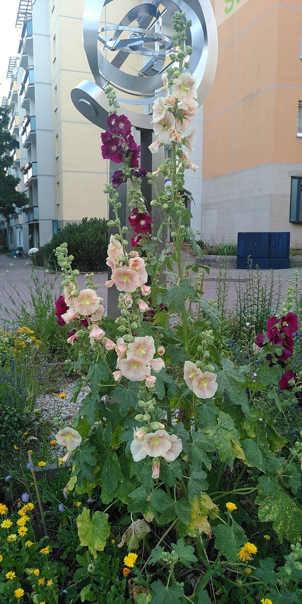 So wunderschön wieder die Blumen an der Sonnenuhr. Wisst ihr, dass Sanierung der Uhr und Beetbepflanzung Privatinitiative einer (grün) politisch aktiven jungen Frau waren?