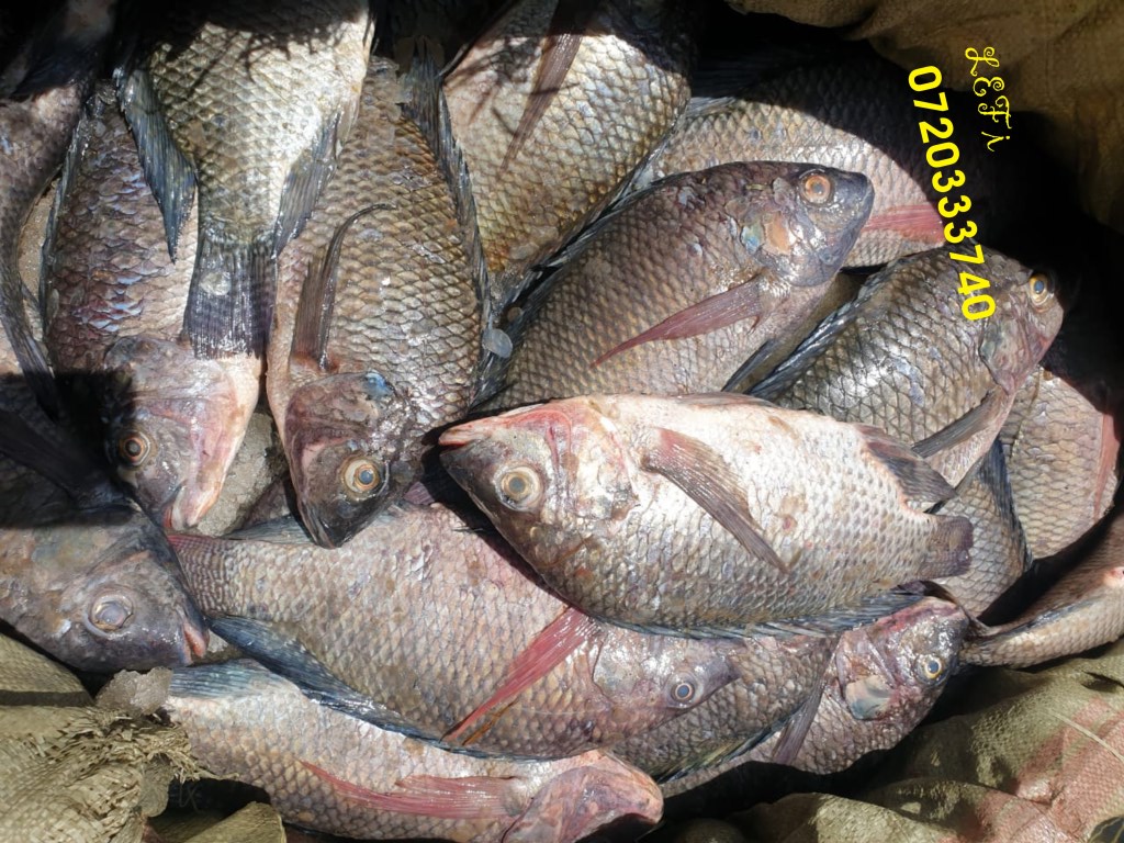 JumaCJ1's tweet image. If you're in Ongata Rongai today, get some take away TILAPIA from: LET'S EAT FISH!
--- Ongata Rongai, Iconic Biz Centre Shop G21. Near Siron Hotel; 0720333740
