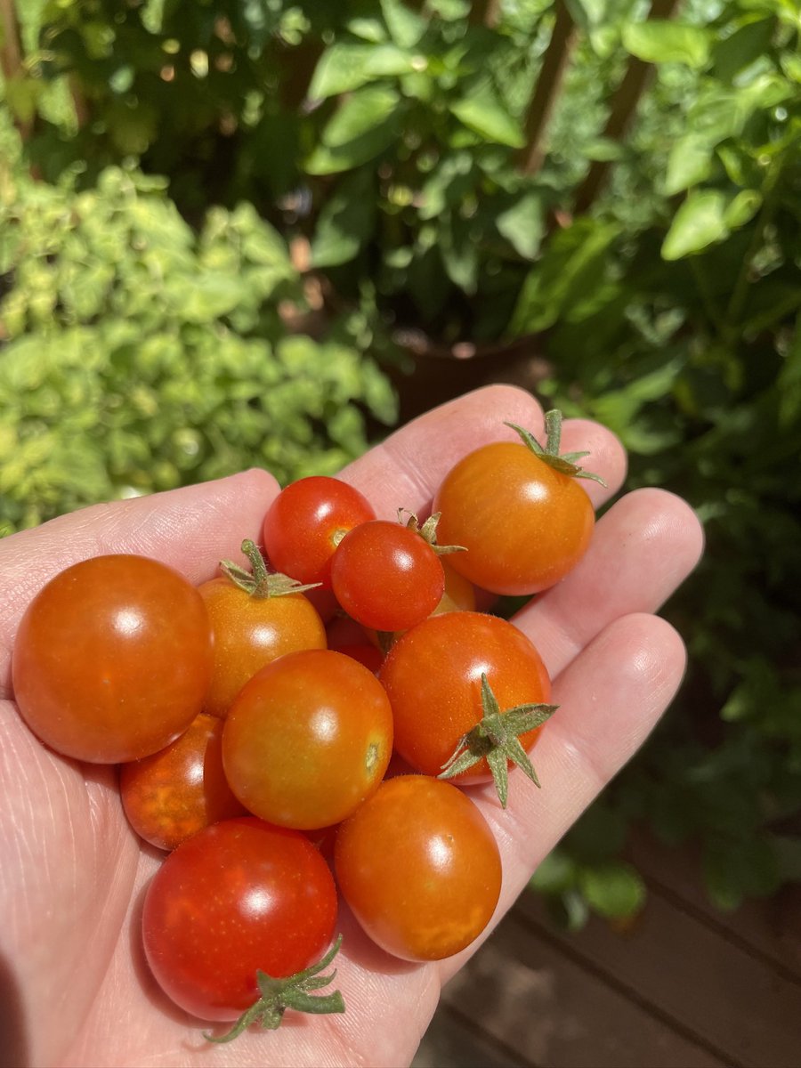 picking some cherry tomatoes for tonight’s pasta 🍝 🍅