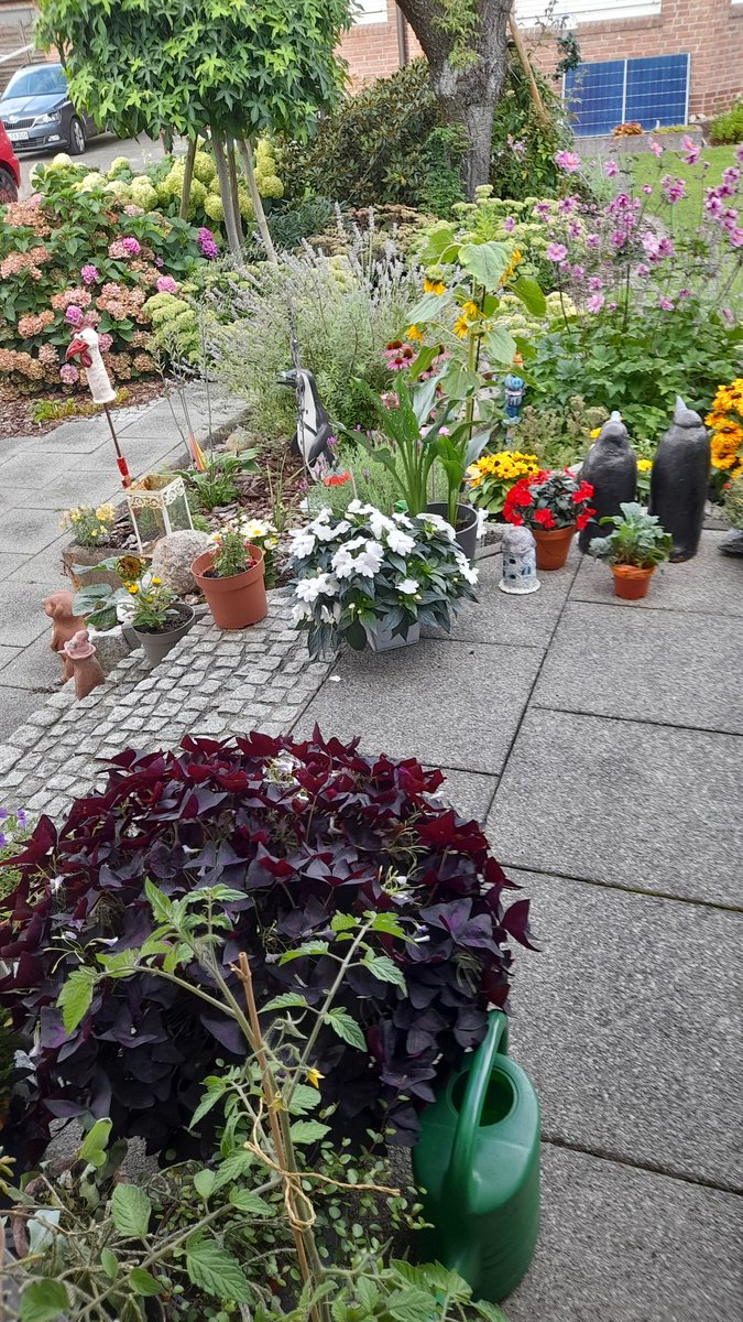 Ich gieße zur Zeit täglich....sonst sind die Pflanzen schlapp!