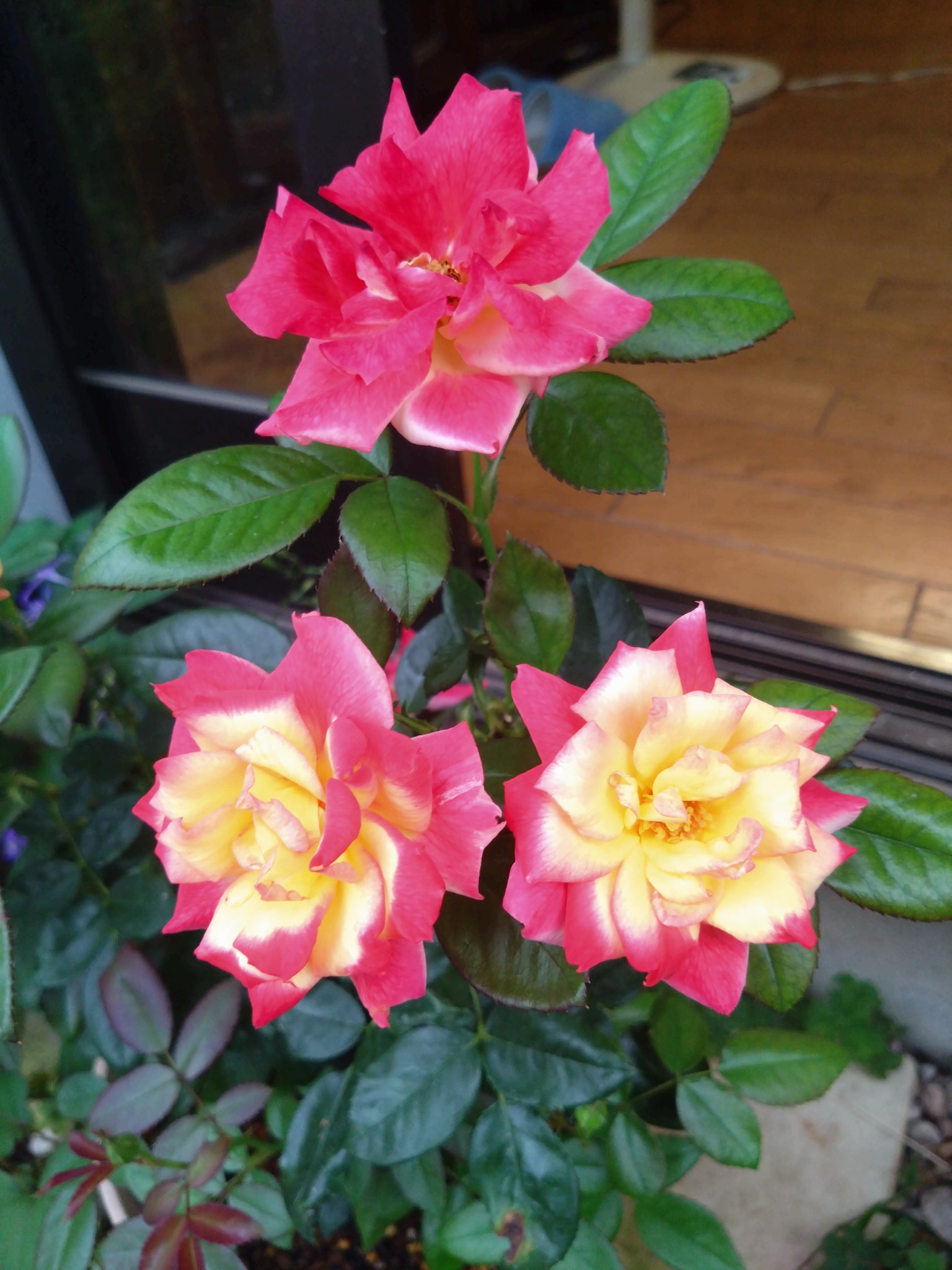 紫陽花 あじさい 押し花 花柄ペン パーカータイプ 紫色 パープル