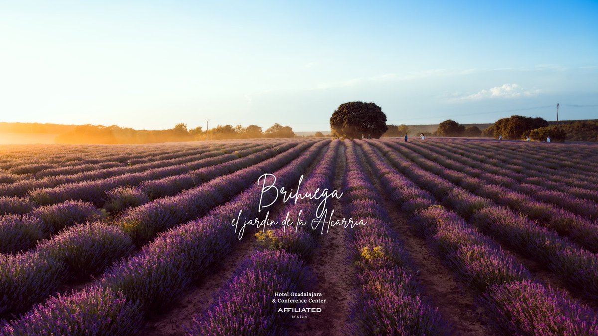 💜 Brihuega ya huele a verano… y a lavanda 🌿
Y este verano, puedes vivirlo en directo con el Tren de la Lavanda
📅 Salidas desde Madrid: 3 y 10 de julio . renfe.com
#TrenDeLaLavanda #Brihuega #HotelGuadalajara #hotelguadalajaraconferencecenter #AffiliatedByMelia