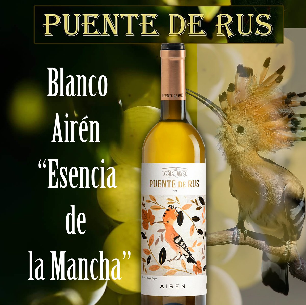 puentederus.com/vinos/jovenes-…
Puente De Rus Airén, es "esencia de la Mancha". 
Elaborado a partir de la variedad autóctona por excelencia y presentado con una de las aves más bonitas y representativas del viñedo manchego "la Abubilla".
Maridaje: Pescados, patés, quesos y cremas.