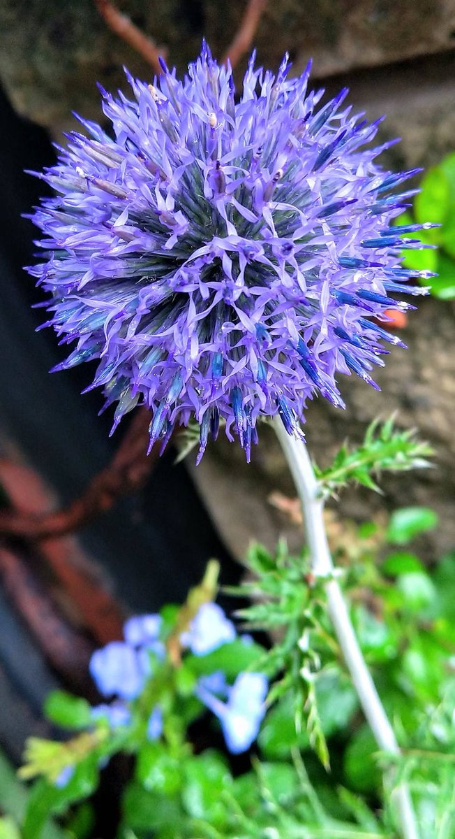 おはようございます
アイスコーヒーとお写んぽへ
ルリタマアザミに出会いました😊
今日も1日皆さんの善き日でありますように