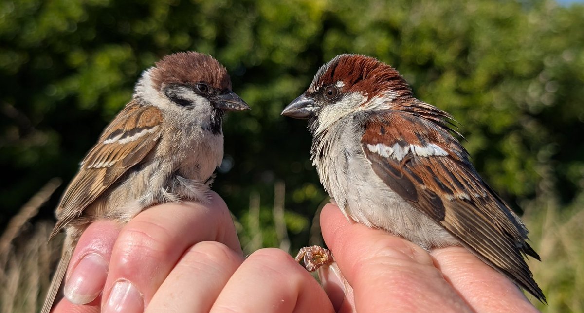 mattthesparrow's tweet image. On a recent post, folk got confused about which species of Sparrow they have. We had a great session tonight and caught both species. In the pics Tree Sparrows are on the left and House Sparrows on the right. 1st pic are adults, 2nd pic are juveniles. Tree Sparrow is the rare one