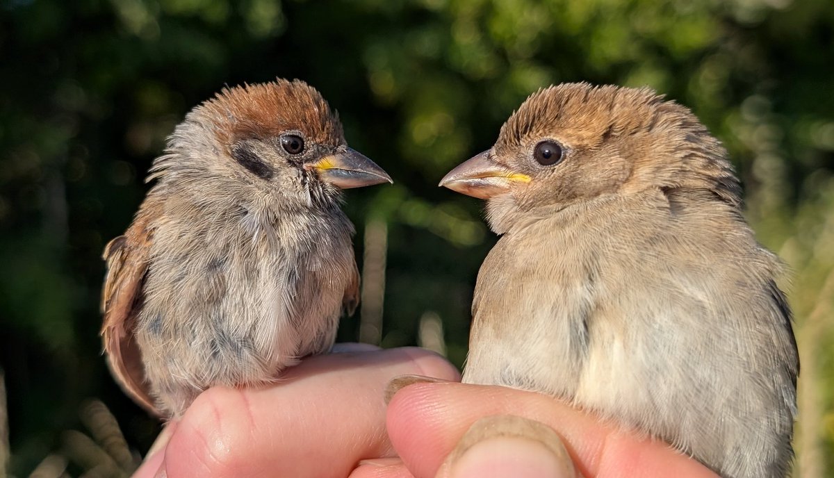mattthesparrow's tweet image. On a recent post, folk got confused about which species of Sparrow they have. We had a great session tonight and caught both species. In the pics Tree Sparrows are on the left and House Sparrows on the right. 1st pic are adults, 2nd pic are juveniles. Tree Sparrow is the rare one