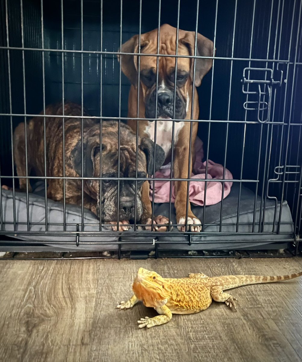 Glamazon72's tweet image. I feel like my daughter’s dragon knows exactly what it’s doing. 😏🤭
She REALLY likes Sif. Pretty sure Sif thinks she’s a toy. 😬
#Boxer #BoxerLife #boxersoftwitter #BeardedDragon #Loki #TheRogueRuby #LadySif #Beans