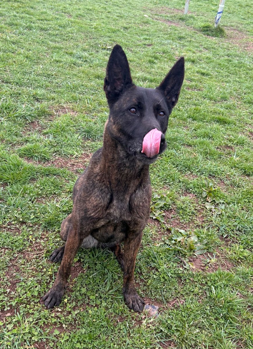 StaffsDogs's tweet image. Officers from @CannockPolice have today been hunting for a violent offender responsible for offences of assault and pervert the course of justice. #PDVixen was deployed and has located the offender hiding in woodland. This male then tried to run off 🏃…🐾 #detained #arrested 🦴