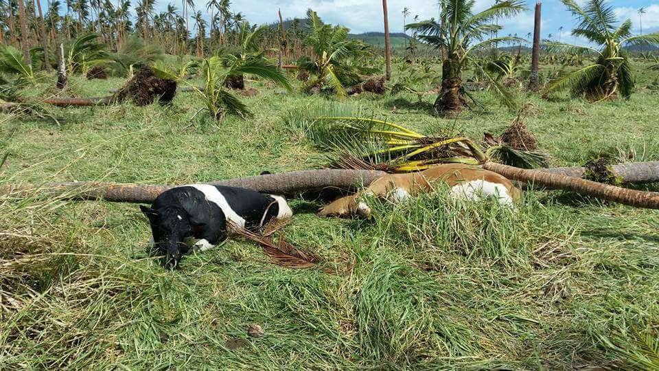 UNDP Pacific Office in Fiji (@undp_pacific) on Twitter photo When the sirens sing in Fiji, every second counts. 🇫🇯
A new OpEd by PS <a href="/MRMDFiji/">Ministry of Rural and Maritime Development and DM</a> IsoaTalemaibua & UNDP's Dr Mohseen Riaz Ud Dean shows how a $29M GCF grant for Early Warning for All will save lives and build resilience.
Join the journey: zurl.co/kEU4j When the sirens sing in Fiji, every second counts. 🇫🇯
A new OpEd by PS <a href="/MRMDFiji/">Ministry of Rural and Maritime Development and DM</a> IsoaTalemaibua & UNDP's Dr Mohseen Riaz Ud Dean shows how a $29M GCF grant for Early Warning for All will save lives and build resilience.
Join the journey: zurl.co/kEU4j