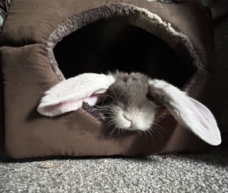 Are you too cool to share a bunny pic? ❤️