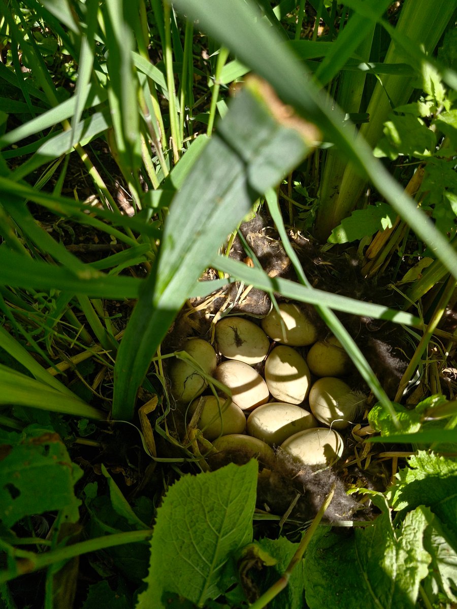 Tufted ducks nest hidden in the Lake margins <a href="/AlthorpHouse/">Althorp</a> today.
Hoping to see 11 ducklings very soon🤞
Conservation@althorp.com #wildfowl #Spencerestates