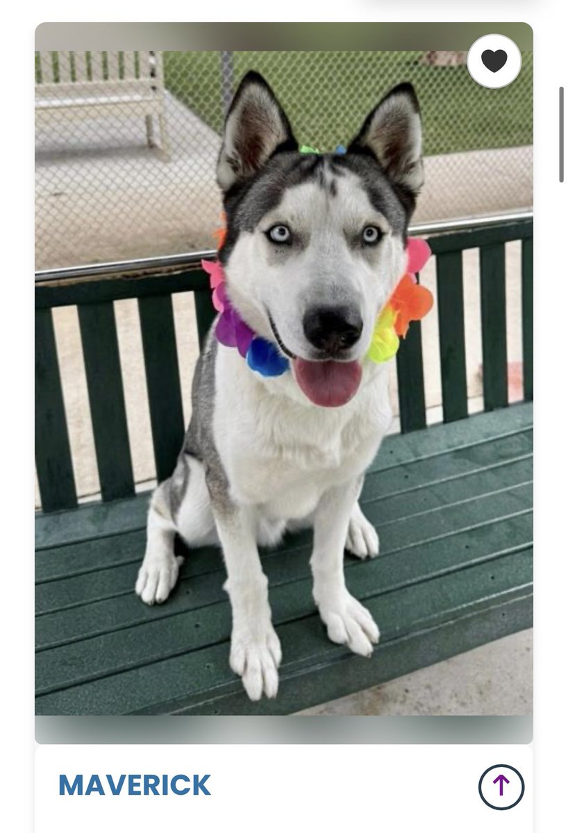This incredible dog is at the Board of Supervisors today, looking for a family to adopt him!

Maverick is a sweetheart, and currently the longest staying dog at the Agoura Animal Care Center. Let’s change that! 

Meet him here: animalcare.lacounty.gov/dacc-details/?…